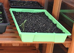 5 green standard seed trays
