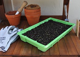 5 green standard seed trays
