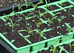 Set of 5 cell inserts for seed trays