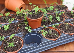 18 seedling pots with tray