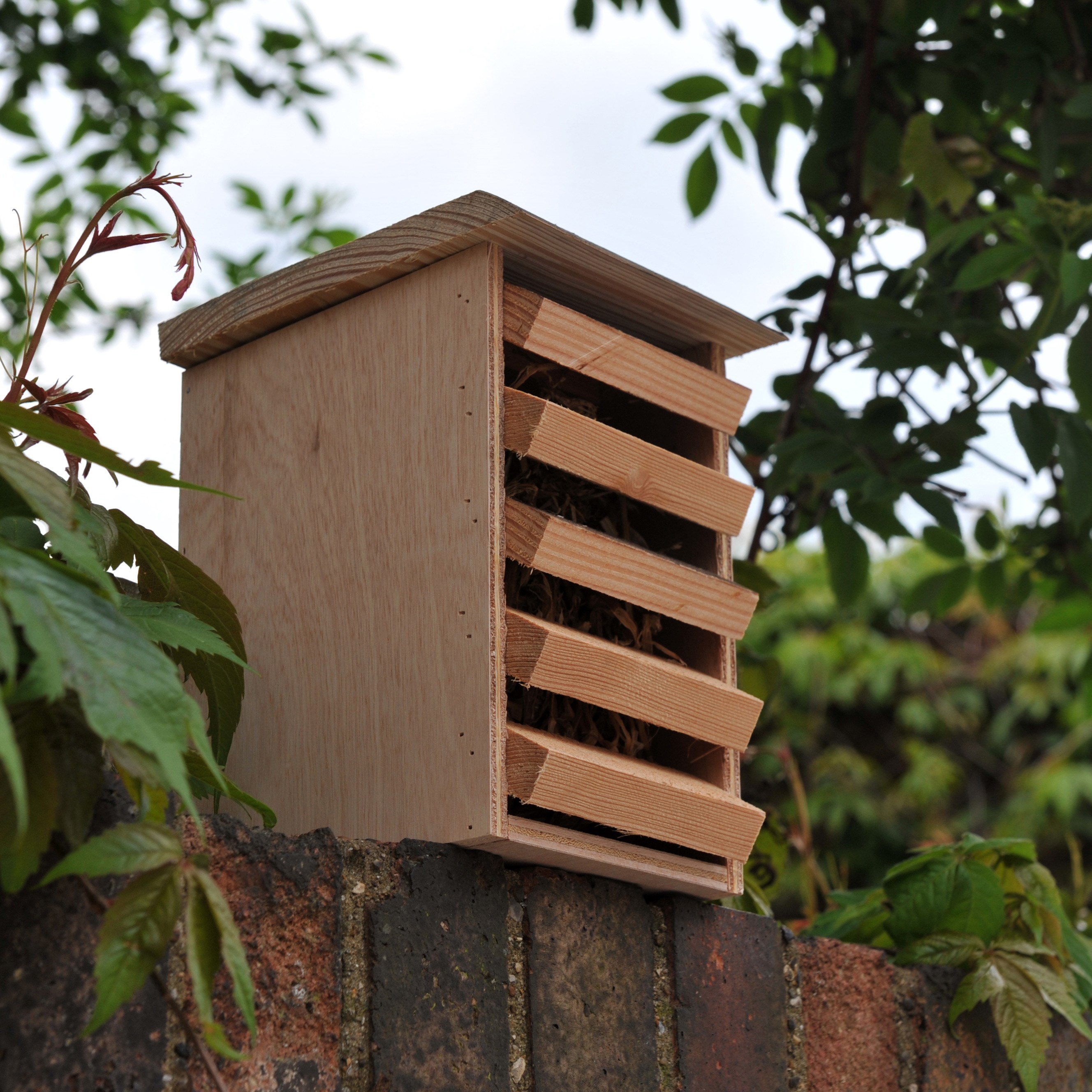 Lacewing box