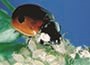 Ladybird Adults Aphid control