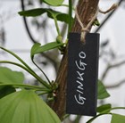small-plant-labels
