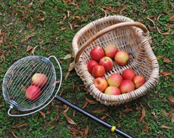 Fruit picker - apple wizard