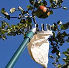 Telescopic fruit picker