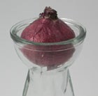 hyacinth-bulb-vase