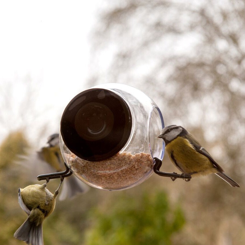 Window Bird Feeder Uk Bird FeedersBird Feeders