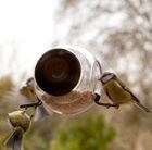 sphere-window-bird-feeder