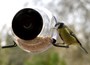 Sphere window bird feeder