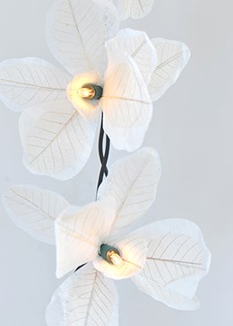 Orchid Lights