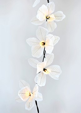 Orchid Lights