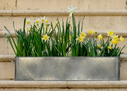 Large window box / trough