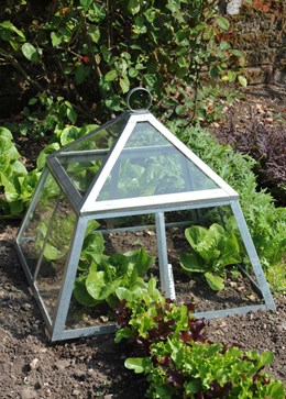 Glass kitchen garden cloche