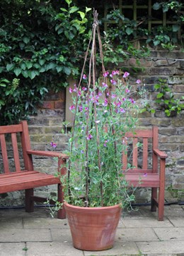Willow poles for sweet peas
