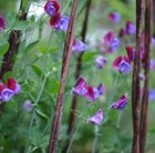 Willow poles