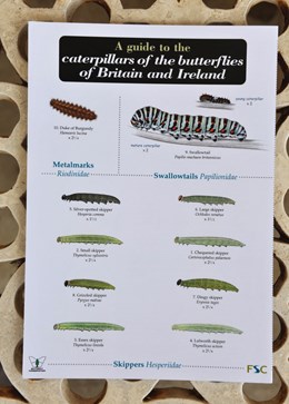Field guide - caterpillars