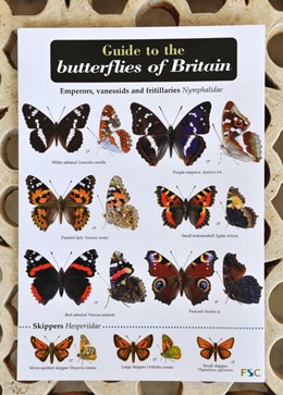 Field guide - butterflies
