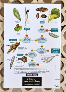 Field guide - bugs on bushes