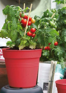 30cm provence grow pot