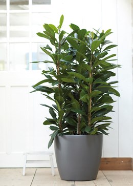 Indoor pot with self-watering system