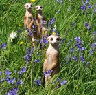 Meerkats