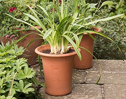 Flared rim terracotta pot