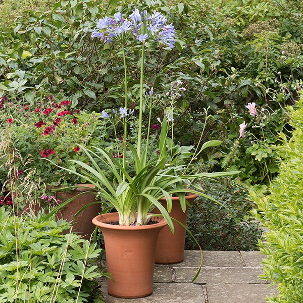 Flared rim terracotta pot Flared rim terracotta pot