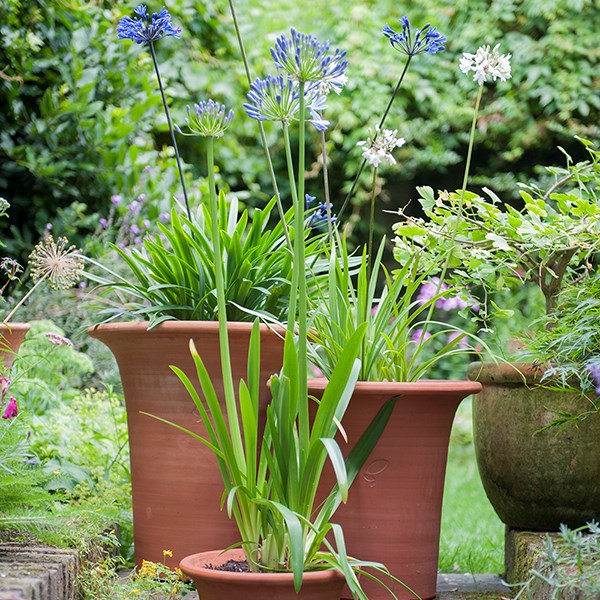 Flared rim terracotta pot Flared rim terracotta pot