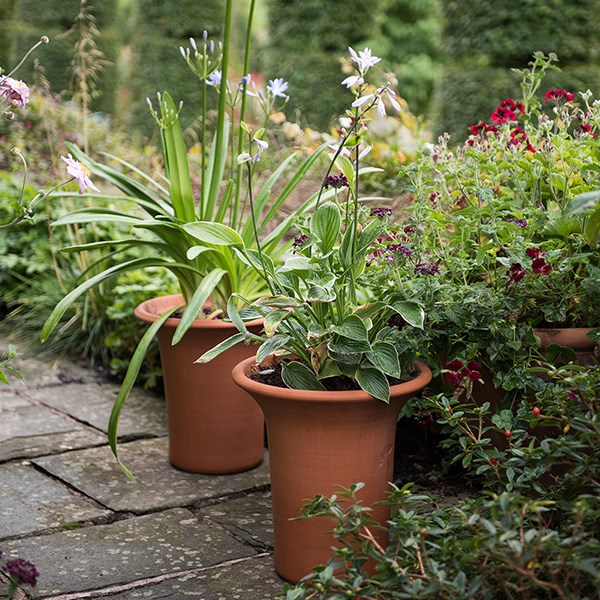 Flared rim terracotta pot Flared rim terracotta pot