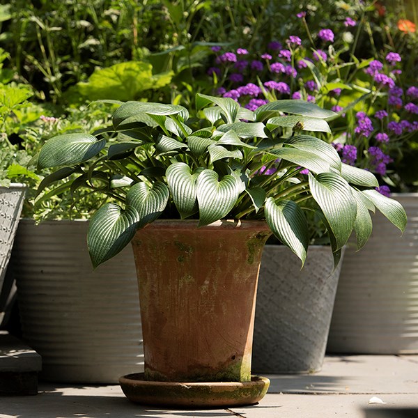 Flared rim terracotta pot Flared rim terracotta pot