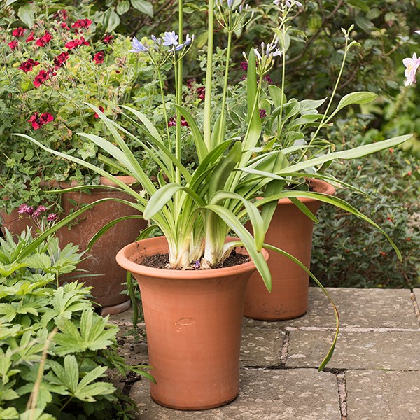 Flared rim terracotta pot Flared rim terracotta pot