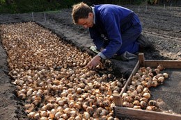 Bulb drying and storage tray