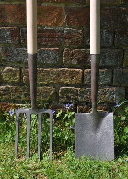 Crocus ladies spade