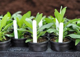 Plant labels complete with pencil