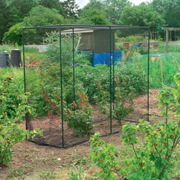 Fruit cage - medium