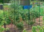 Fruit cage - medium