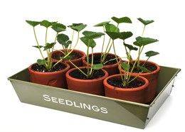 Seedlings and cuttings tray