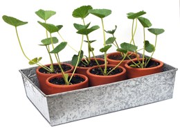 Patterned galvanised seed tray
