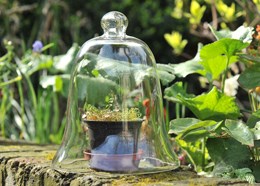 Classic glass bell cloche