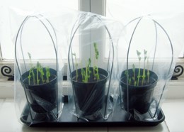 Propagro grow bags and frame