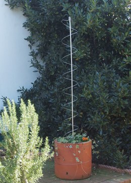 Cane and spring plant support