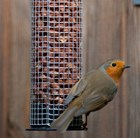 Peanut feeder