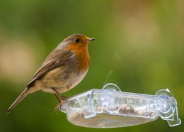 Window bird treat tray