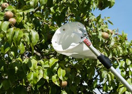 Professional telescopic fruit picker