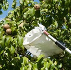 Professional telescopic fruit picker