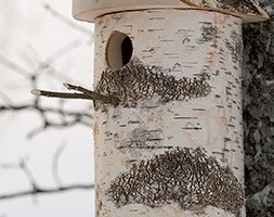 Woodland nest box for larger birds