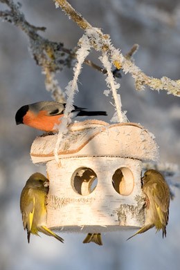 Woodland bird feeder