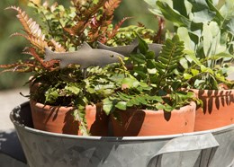 Sheet fish plant markers