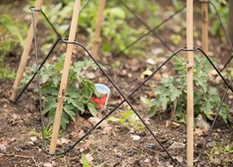 Bamboo cane anchoring system