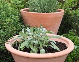Terracotta kitchen garden grow pot